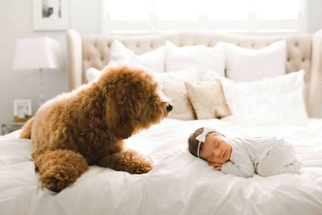 A lifestyle newborn photography capture featuring a baby peacefully sleeping beside a dog on a bed.