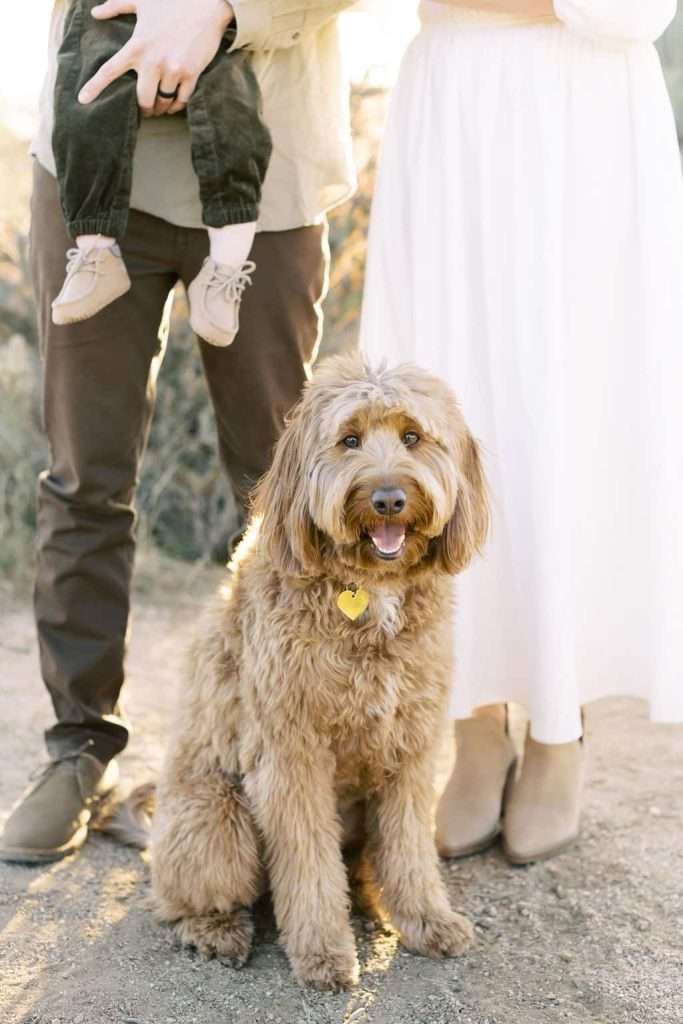 A brown, curly-haired dog sits in front of two adults and a child outdoors. The adults are standing, and only their lower bodies are visible.