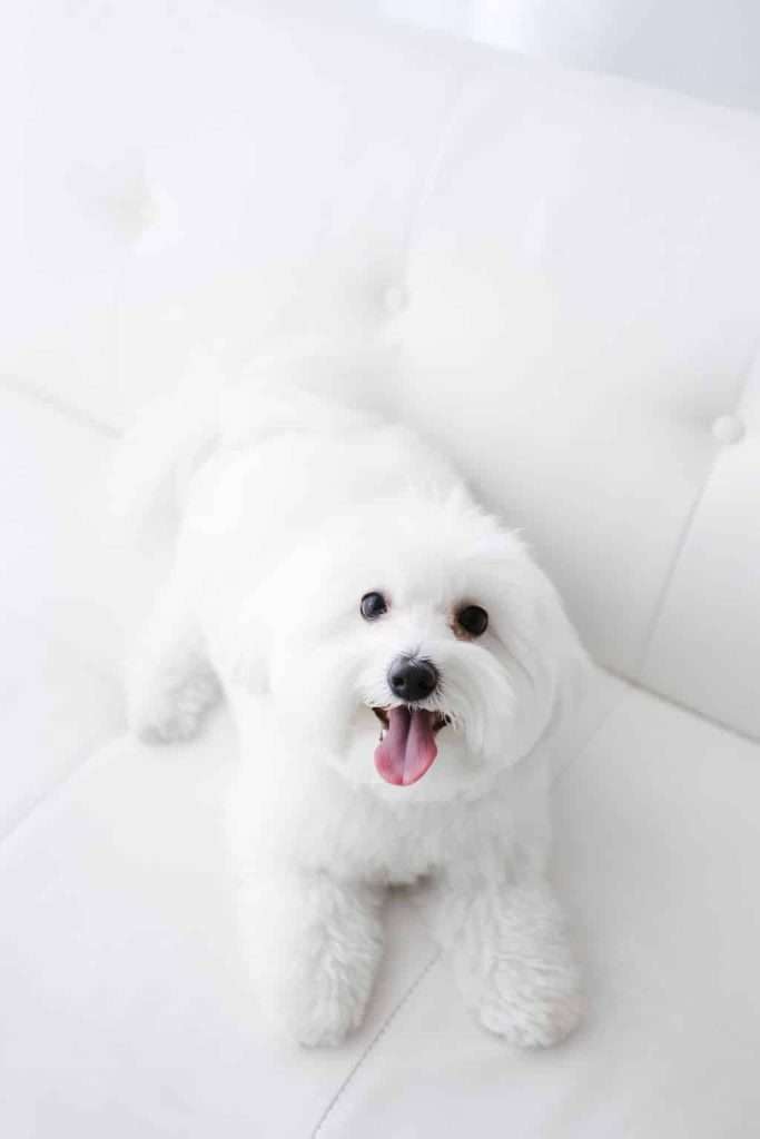 Small white dog with fluffy fur lying on a white couch, facing the camera with its mouth open and tongue out.