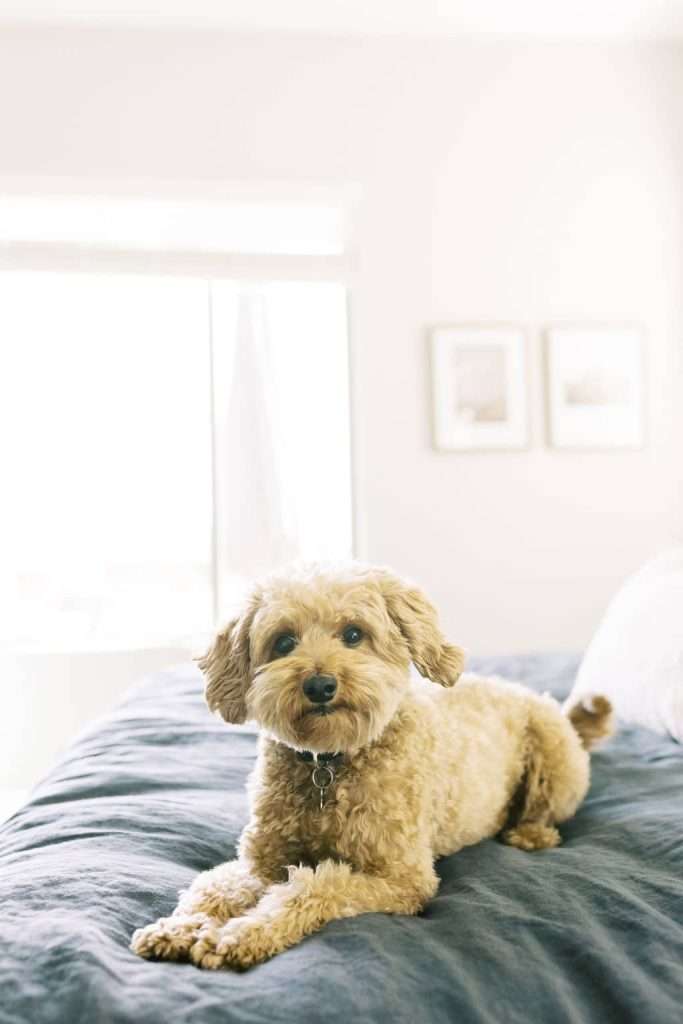 A small, curly-haired dog lies on a neatly made bed in a bright room with a window and two framed pictures on the wall.