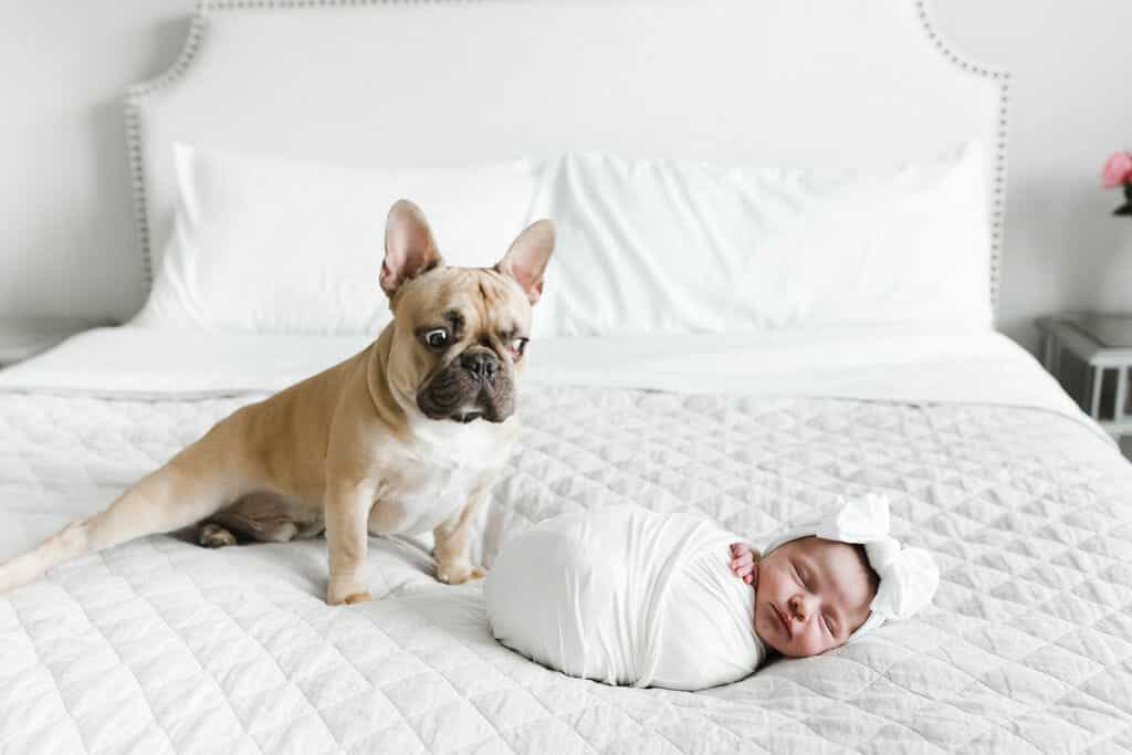 A French bulldog sits on a bed next to a swaddled newborn baby wearing a white bow headband.